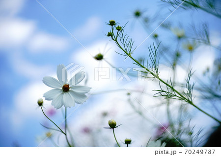 青空に咲く花 青空に咲く花 70249787