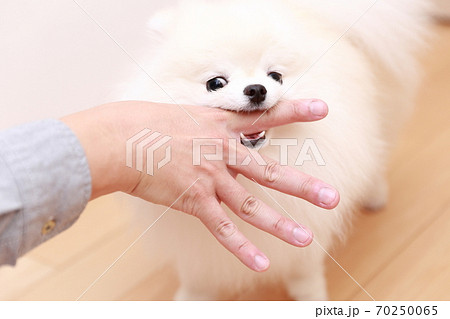 愛犬ポメラニアンに手を噛まれる男性 70250065