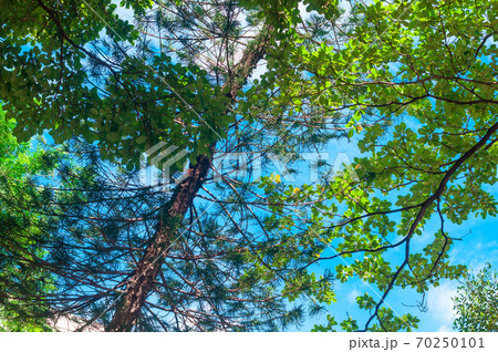 Tree branch and fresh green leaves in colorful autumn time, low angle shot. Tree branch and fresh green leaves in colorful autumn time, low angle shot. 70250101