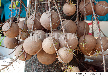 Many cannonball fruit on tree or Couroupita guianensis in the garden. Many cannonball fruit on tree or Couroupita guianensis in the garden. 70250102