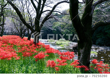 飯能市　曼珠沙華　彼岸花と桜並木 70250260