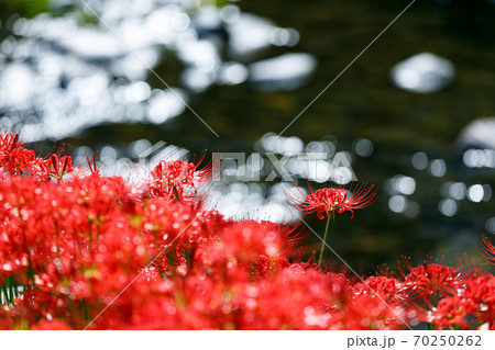 飯能市 曼珠沙華 彼岸花 飯能市 曼珠沙華 彼岸花 70250262