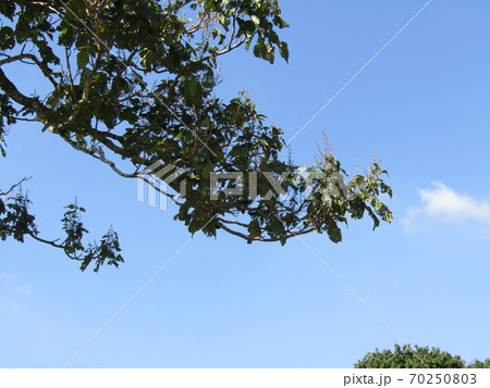 昭和の森の桐の大木 昭和の森の桐の大木 70250803