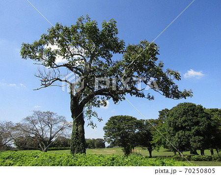 昭和の森の桐の大木 70250805