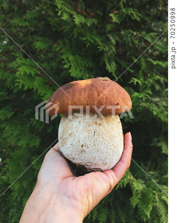Cep, penny bun, porcino or porcini Boletus edulis in womans hand  70250998