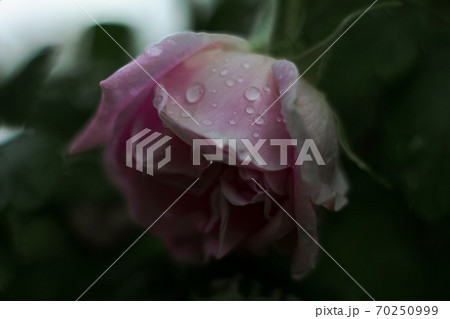 Closeup pink rose flower petals with rain drops on dark background Closeup pink rose flower petals with rain drops on dark background 70250999