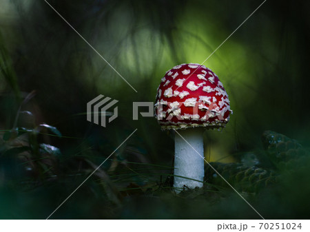Closeup red fly agaric, amanita on dark green background Closeup red fly agaric, amanita on dark green background 70251024