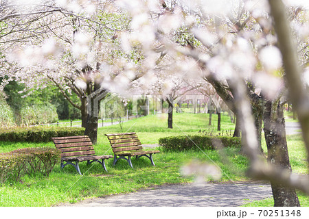 日当たりの良い日中の公園、桜に囲まれたベンチが2基【4月】 日当たりの良い日中の公園、桜に囲まれたベンチが2基【4月】 70251348