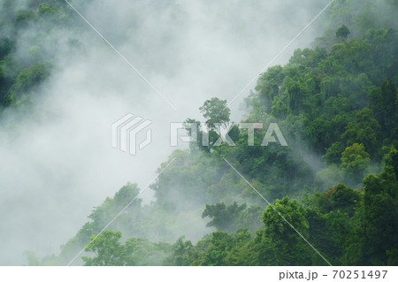 tropical forest with fog and mist 70251497
