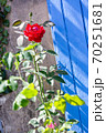 Red roses. Scarlet roses bush. Wooden shutters background. 70251681