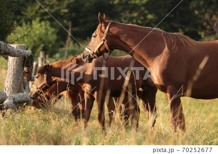 The mare looks at the other horses in the morning The mare looks at the other horses in the morning 70252677