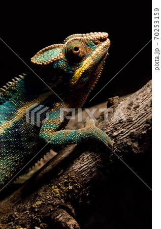 colorful chameleon on a branch in the dark at night 70253159