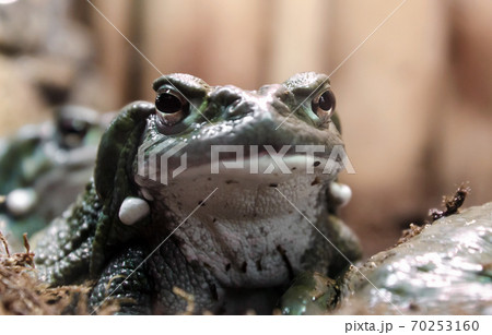 frog with a hypnotic gaze looks at the camera frog with a hypnotic gaze looks at the camera 70253160