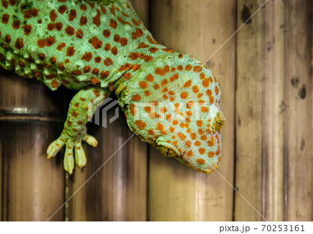 lizard gecko hanging on a bamboo wall lizard gecko hanging on a bamboo wall 70253161