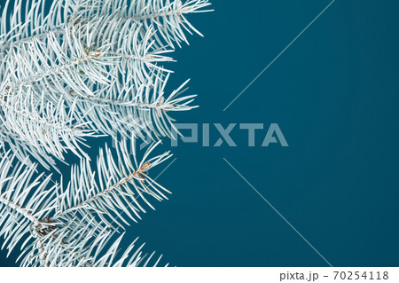 white fir branch isolated on blue background white fir branch isolated on blue background 70254118