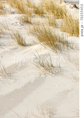 dune with sea gras at beach 70255453