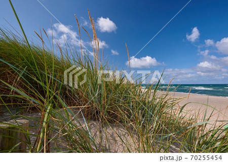 dune with sea gras at beach 70255454