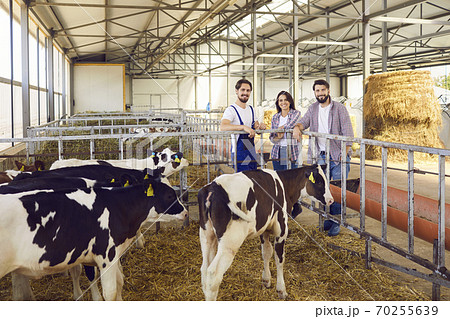 Group of happy farm workers standing in barn on livestock farm with healthy calves in foreground Group of happy farm workers standing in barn on livestock farm with healthy calves in foreground 70255639
