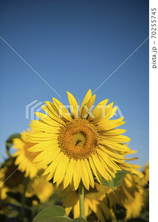 sunflower plant.La Pampa Argentina sunflower plant.La Pampa Argentina 70255745