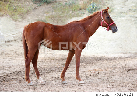 red thoroughbred racehorse stands red thoroughbred racehorse stands 70256222