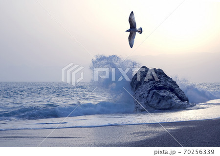 Seagull flying against the waves and sunset Seagull flying against the waves and sunset 70256339
