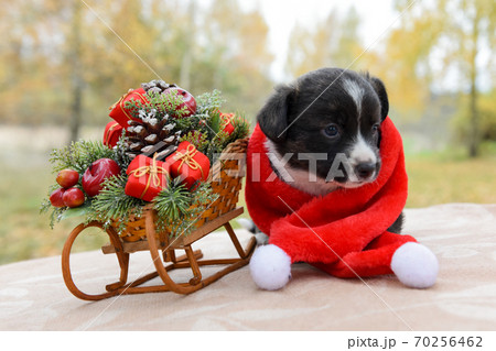 funny welsh corgi pembroke puppy with sled 70256462
