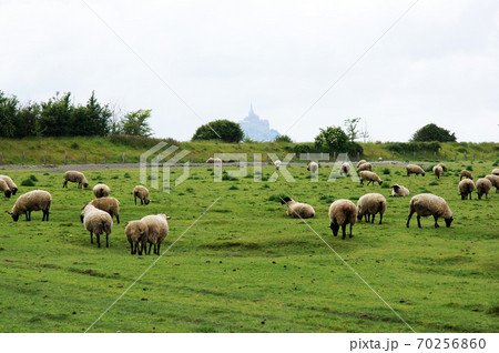 羊とモンサンミッシェルの風景 フランス の写真素材