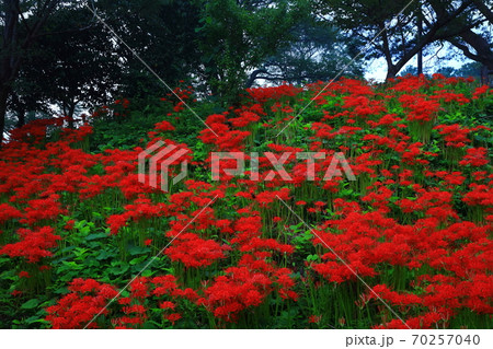 宮城県 羽黒山公園の彼岸花の写真素材