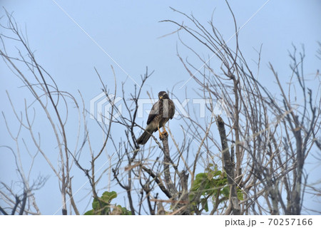 野鳥／鷹 70257166