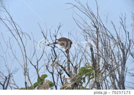 野鳥／鷹 70257173