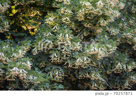 Blooming branchs linden tree outdoors on a sunny day. Small-leaved linden Tilia. 70257871