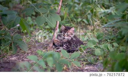 Beautiful cute kitten is sitting in the garden. 70257872