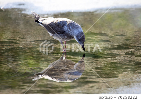 bird Seagull looks at himself in a puddle of water 70258222