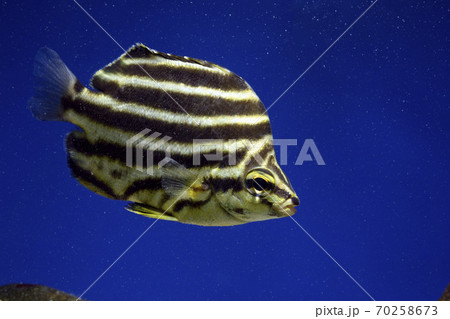 カゴカキダイ　タイ 70258673