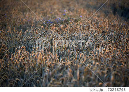 descent of the famous sight of rugia 70258763