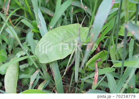 巨大なショウリョウバッタ 70258779