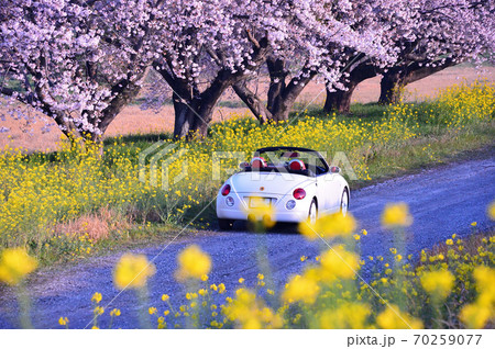 桜と菜の花と小道とカブリオレ（渡良瀬遊水地） 70259077