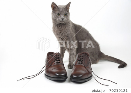 Grey cat sitting next to classic brown Oxford shoes on white background 70259121