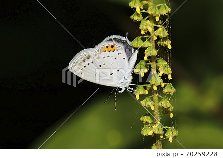 ツバメシジミ 70259228