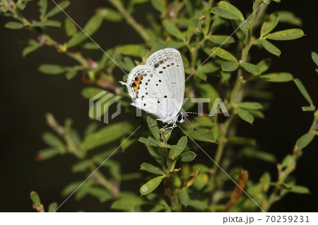 ツバメシジミ 70259231