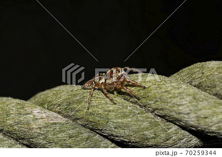 デーニッツハエトリ 70259344