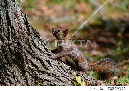 エゾリス 70259345