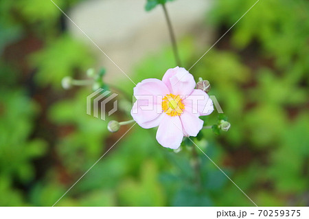 シュウメイギクの花 70259375