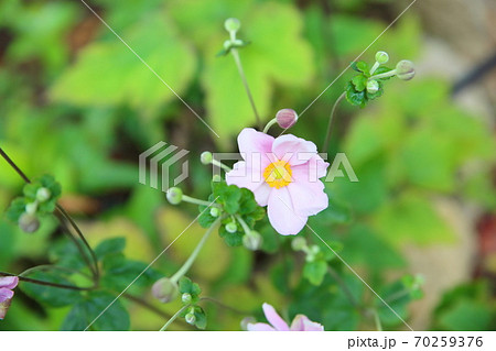 シュウメイギクの花 70259376