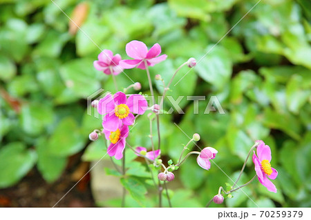 シュウメイギクの花 シュウメイギクの花 70259379