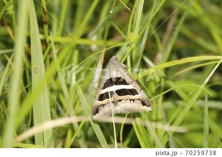 ナカグロクチバ 70259738