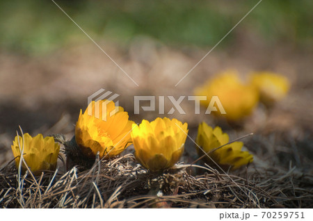 福寿草の開花 早春のイメージ 福寿草の開花 早春のイメージ 70259751