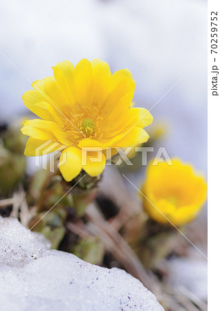雪解けに咲く福寿草 早春のイメージ 雪解けに咲く福寿草 早春のイメージ 70259752
