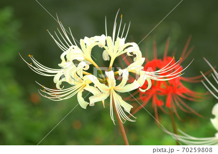 ヒガンバナ(リコリス) 70259808