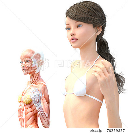 女性 解剖 筋肉 perming3DCG イラスト素材 女性 解剖 筋肉 perming3DCG イラスト素材 70259827